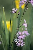 Southern White Admiral resting on stem France