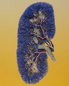 Circulatory system of a Kidney of pig into bioblastic