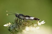 Southern White Admiral gathering nectar on flower France