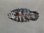 Anilocra parasitizes external of fish