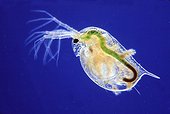 Daphnia under the optical microscope