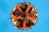 Purple sea urchin open showing its gonades at spring 