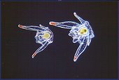 Planktonique larvae of granulous Sea urchins swimming