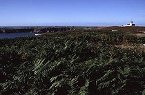 Lande à Fougère aigle à Ouessant Finistère France