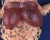 Description of the Frog lungs left the body
