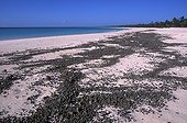 Fayawé beach covered with pumice stones Ouvea Island ; The stones come from volcanic irruptions of Vanuatu.