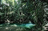 Freshwater spring in rainforest Borneo Malaysia 