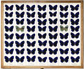 Brush-footed Butterflies of the Fournier Collection Paris ; Collection Fournier (classified Historical Monument in 1947)<br>Entomology Department<br>National Museum of Natural History of Paris (MNHN)<br>Scale of an individual : 55 mm<br>Dorsal face : blue<br>Ventral face : green