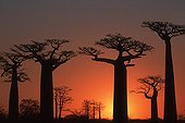 Baobab trees at sunset near Morondava Madagascar