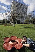 Thierry Boisgard laid down in grass with its Rafflesia  ; From the time he was very young, he has dissected, sketched an sculpted<br/>everything he notices during his hikes. While completing studies in biology,<br/>he worked on perfecting his moulding and painting techniques. Today he serves<br/>art and natural history museums by restoring collections or making educational<br/>moulds and models. First he sculpts and models the subject. With the help of<br/>elastomers an resins, he then casts his creation. Next comes the most delicate<br/>phase : giving the animal or plant realistic, lifelike colors.<br/>Acrylic paint applied with brush and airbrush.<br/>Rafflesia, the largest flower in the world.  “A Kiss from Sumatra…”