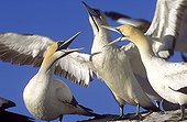 Cape gannets shouting