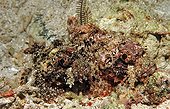 Two Tassled scorpionfishes Indian Ocean Bali Indonesia ; At the resort Tulamben.  