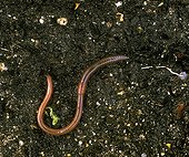 Earthworm  France 