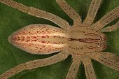 Detail of a Giant Crab Spider Sieuras Ariège France ; Ornatum variety, characterized by its red points on the body.  