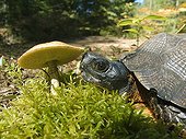 Wood turtle eating a Mushroom