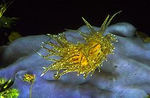 Yellow Nudibranch Mediterranean Sea ; Nudibranches have an extremely selective food. This one eats polyps of a single one Cnidaria species.