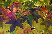 Feuilles d'Erable en automne dans un jardin