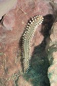 Green bristle worm in the Caribbean sea