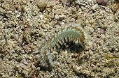 Green bristle worm in the Caribbean Sea