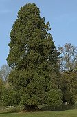 Séquoia géant dans un parc en automne en France