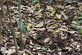 Snake Barba amarilla camouflaged in dead leaves