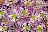 Chrysanthemum 'P'tit  Gabriel Violet' 
