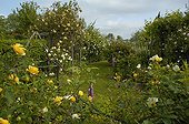 Vue d'ensemble du Jardin des Rosiers dans la Vienne ; Rosier 'Graham Thomas'. Rosier 'Golden Wings'. Rosier 'Lady Hillingdon'. Rosier 'Mme Plantier'