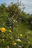 Vue d'ensemble du Jardin des Rosiers dans la Vienne ; Rosier 'Graham Thomas'. Rosier 'Lady Hillingdon'. Rosier 'Mme Plantier'
