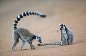 Male Maki catta approaching a female to allure it Madagascar ; A male is approaching a female spreading his smell with his tail.