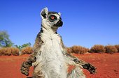 Male Ringed-tailed Lemur warming himself Reserve of Berenty