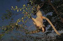 Propithèque de Verreaux  Reserve de Berenty Madagascar ; Au crepuscule, les lémuriens diurnes continuent de se déplacer et de se nourrir, la température est plus fraîche que pendant la journée