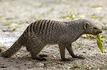 Mangouste rayé mangeant une feuille Parc National d'Etosha ; La Mangouste est présente dans les campings et aire de stationnement en groupe d'une trentaine d'individus. Elle est diurne et pèse de 1 à 1,6 kg .