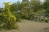 Vue d'ensemble de grimpantes au Jardin des Rosiers ; Rosier 'Daisy Hill'. Rosier pomifera. Houblon 'Aurea'
