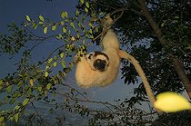 Propithèque de Verreaux  Reserve de Berenty Madagascar ; Au crepuscule, les lémuriens diurnes continuent de se déplacer et de se nourrir, la température est plus fraîche que pendant la journée