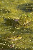 Grenouilles rieuses se chauffant au soleil dans un bassin 