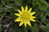 Portrait of a yellow Flower of Fig buttercup Pond of Meudon ; Its root is irritating. The sheets are used in pharmaceutical preparations like relieving congestion. The ficaire was formerly famous to treat the warts.  Its floral buttons, rich in vitamin C were formerly consumed to fight against the scurvy, but without excés because of a certain toxicity.  [AT]