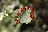 Reproductive organ of a Bengal Match Lichen