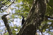 Female Magellanic woodpecker on a trunk Nahuel Huapi NP