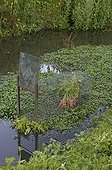 Piège à Ragondin avec appât de carottes Marais du Cotentin