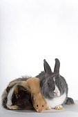 Three common species of domestic Rodents