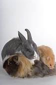 Three common species of domestic Rodents