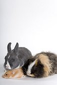 Three common species of domestic Rodents