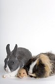 Three common species of domestic Rodents