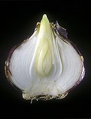 Longitudinal cut of a Hyacinth bulb 