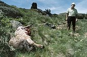 Breeder discovering his calf killed by the bear Boutxy ; Localization: Plate of beille, near Ax les thermes, in haute Ariège; june 2000. The four year old bear evicerated the calf ate the liver and heart leaving the carcass with the intention of finishing his dinner the next night.