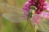 Yellow-legged clubtail on a Pyralidal orchid Switzerland