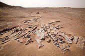 Layer of fossils of Tawachi Desert of Tenere Niger ; 1 skeleton of Jobaria tiguidensis and 1 skeleton of gotten mixed up Afrovenator abakensis