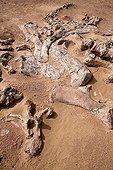Layer of fossils of Tawachi Desert of Tenere Niger ; 1 skeleton of Jobaria tiguidensis and 1 skeleton of gotten mixed up Afrovenator abakensis