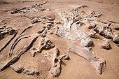 Layer of fossils of Tawachi Desert of Tenere Niger ; 1 skeleton of Jobaria tiguidensis and 1 skeleton of gotten mixed up Afrovenator abakensis