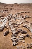 Layer of fossils of Tawachi Desert of Tenere Niger ; 1 skeleton of Jobaria tiguidensis and 1 skeleton of gotten mixed up Afrovenator abakensis